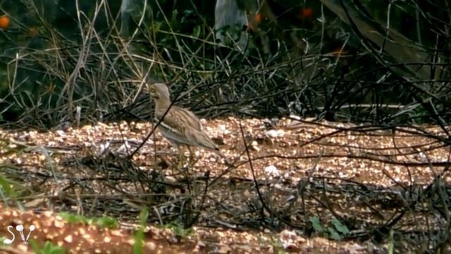 Eurasian stone-curlew / Burhinus oedicnemus / Авдотка смотреть онлайн