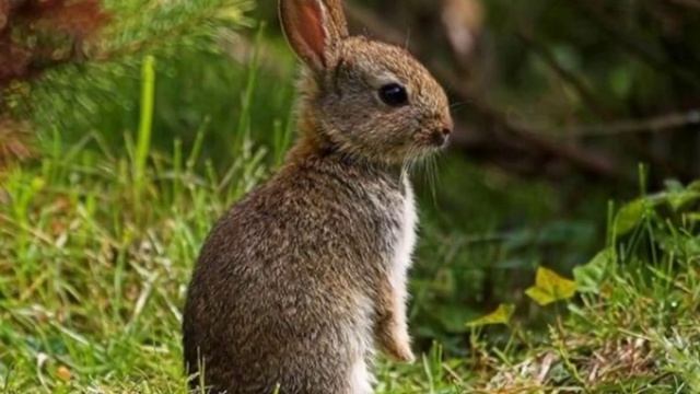 ЗАЙЧЕНОК!!! (собственного сочинения) смотреть онлайн