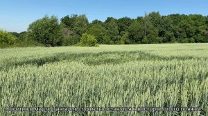 О погоде и отдыхе на Шри Ланке: температура воды и воздуха по месяцам
