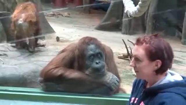 Новинка - 2016. Смешные животные ,обезьяны наблюдают за людьми смотреть онлайн