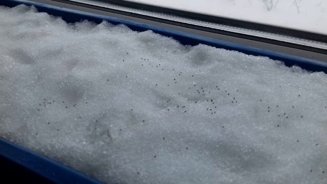 Сеем петунью по снегу, Житейские мелочи Надежды, #сеемпетунью #петунья #петуньяпоснегу смотреть онлайн