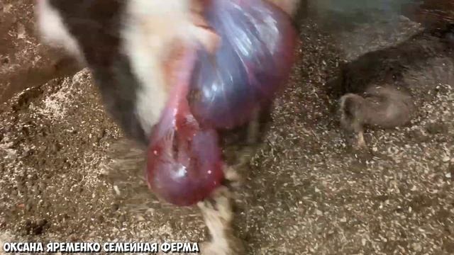 ОКОТ КОЗЫ / Что делать дальше? смотреть онлайн