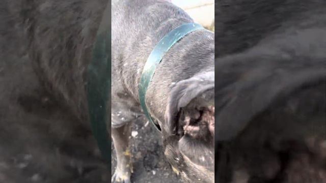 Чумазый Трой ❤️#tttt #cane #canecorso #канекорсо #canecorsoitaliano #канекорсоитальяно смотреть онлайн