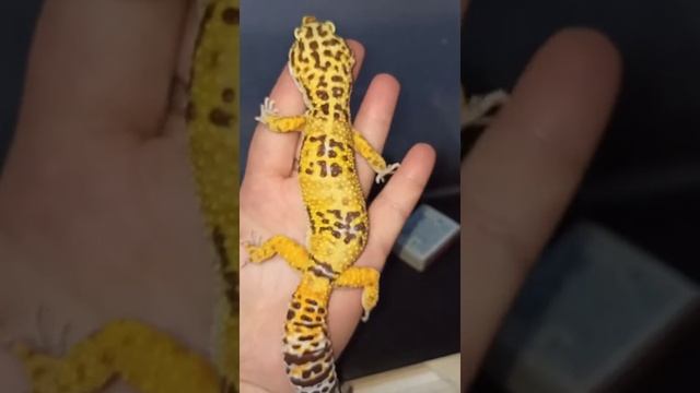 Размер взрослого эублефара Марти по отношению к ладони. смотреть онлайн