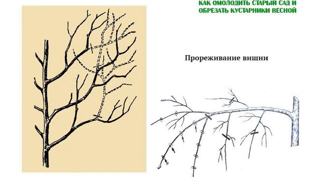 Прореживание и обрезка вишни Снижение кроны Как омолодить и обрезать деревья Часть 8 смотреть онлайн