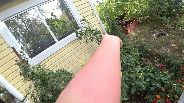 Укус пчелы .