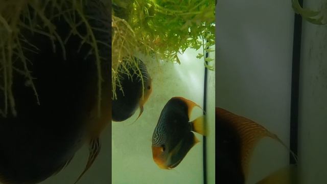 дискусы,икра,личинка.мальки.ответ учителям-разводятлам из дискус центров ,питомников и других помое смотреть онлайн