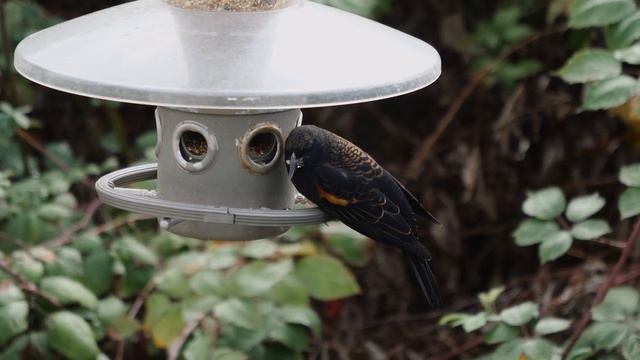 BIRDS - 4K 50fps Footage - Canon 70-300mm on Lumix G9 смотреть онлайн