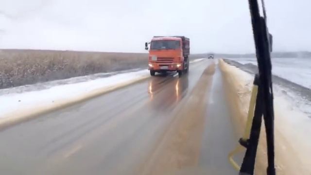 Кабаны порвали Газон в кукурузе. смотреть онлайн