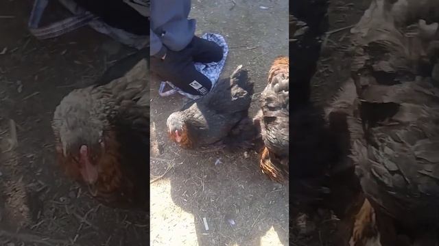 Чоршанбе бозори Ленинский район ??????? смотреть онлайн