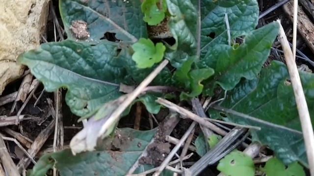 Мандрагора. Рассада 3 года.Mandrake. seedlings 3 years. смотреть онлайн