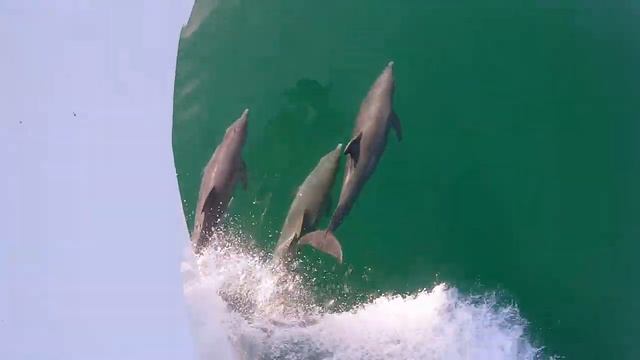 Florida Отдых во Флориде смотреть онлайн