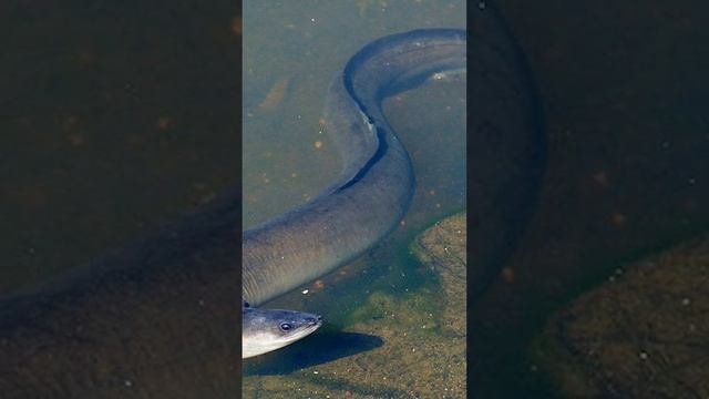 КУДА УПЛЫВАЮТ ВСЕ РЕЧНЫЕ УГРИ НА НЕРЕСТ? #shorts смотреть онлайн