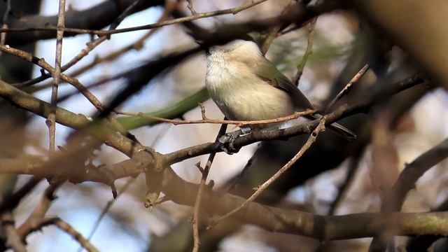 1244. Sýkora babka, Marsh tit, Sumpfmeise, Glanskop, Черноголовая гаичка, Sikora uboga смотреть онлайн