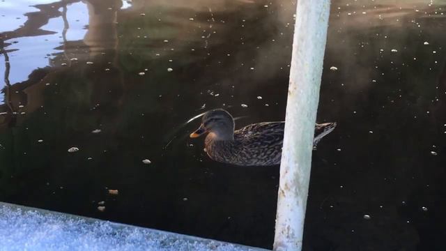 Дикая утка на предприятии (Каменск-Уральский - 11.10. 2016) смотреть онлайн