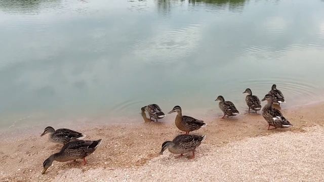 Ручные дикие утки плавают в реке. смотреть онлайн