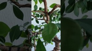 Формирование бонсай из фикуса Микрокарпа. Практические советы.