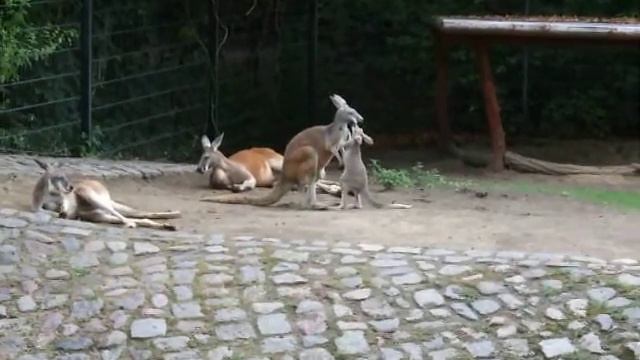 Kangaroo and baby kangaroo смотреть онлайн