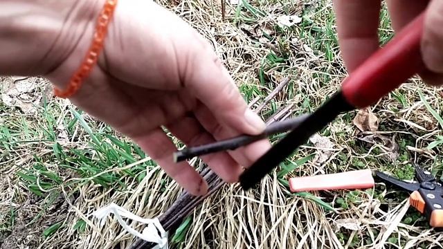 Как сделать двухсортовую яблоню//Как привить взрослую яблоню//Как перепривить плодовое дерево смотреть онлайн