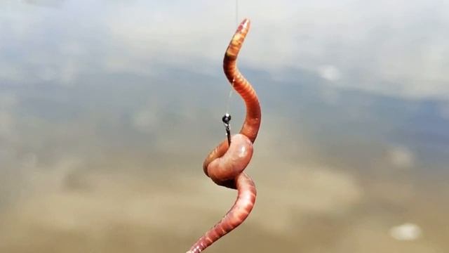 ? КАК ВЫБРАТЬ КРЮЧОК? РАЗМЕРЫ, КАЧЕСТВО, ДЛЯ КАКОЙ РЫБЫ... смотреть онлайн