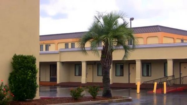 *Plant Pindo Palm Trees* +Butia capitata+Behemoth Palms+