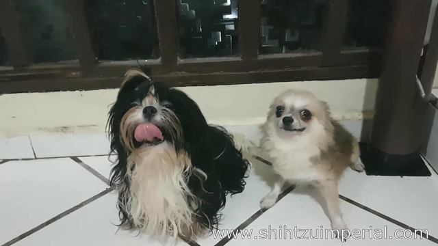 Tamaño de Adulto de un Mini Shih Tzu ... ahora en México ..www.shihtzuimperial.com смотреть онлайн