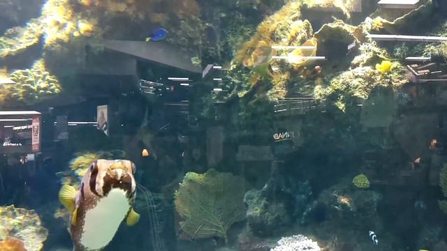 Веселуха Мега Гринн Белгород Класс смотреть онлайн