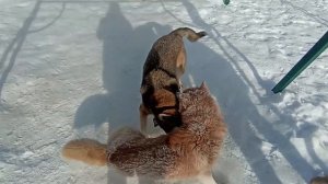 собаки дерутся