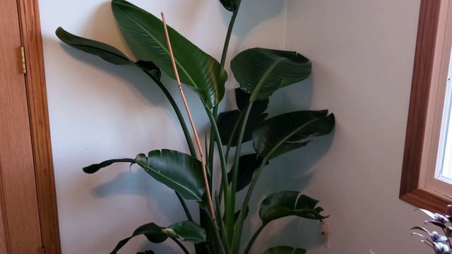UPDATE Bird Of Paradise 1 Part 002 | Plant Vlog 137 смотреть онлайн