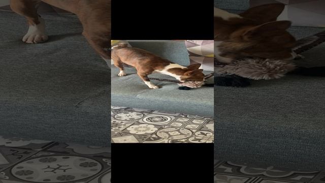 Вася и Салли ощипывание утки