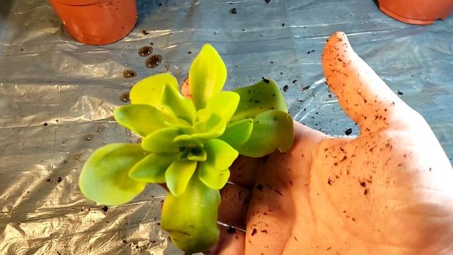 Жирянка Тина. Pinguicula Tina Пересадка.