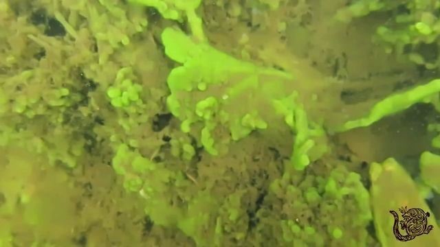 Красивые тайны прозрачного льда смотреть онлайн