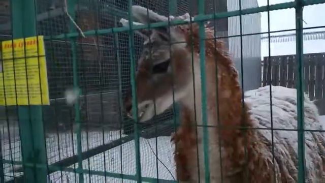 в/х "Теремок" НП "Хвалынский" смотреть онлайн