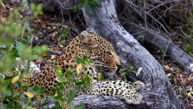 GEIGER'S CAMP MOTSWARI | Highlights WILDLIFE & CAMP | Timbavati Game Reserve | Kruger National Par смотреть онлайн