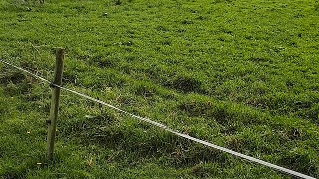 Европейский скот -оптовая продажа смотреть онлайн