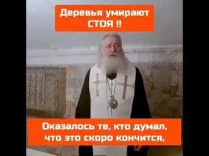 Деревья умирают стоя!