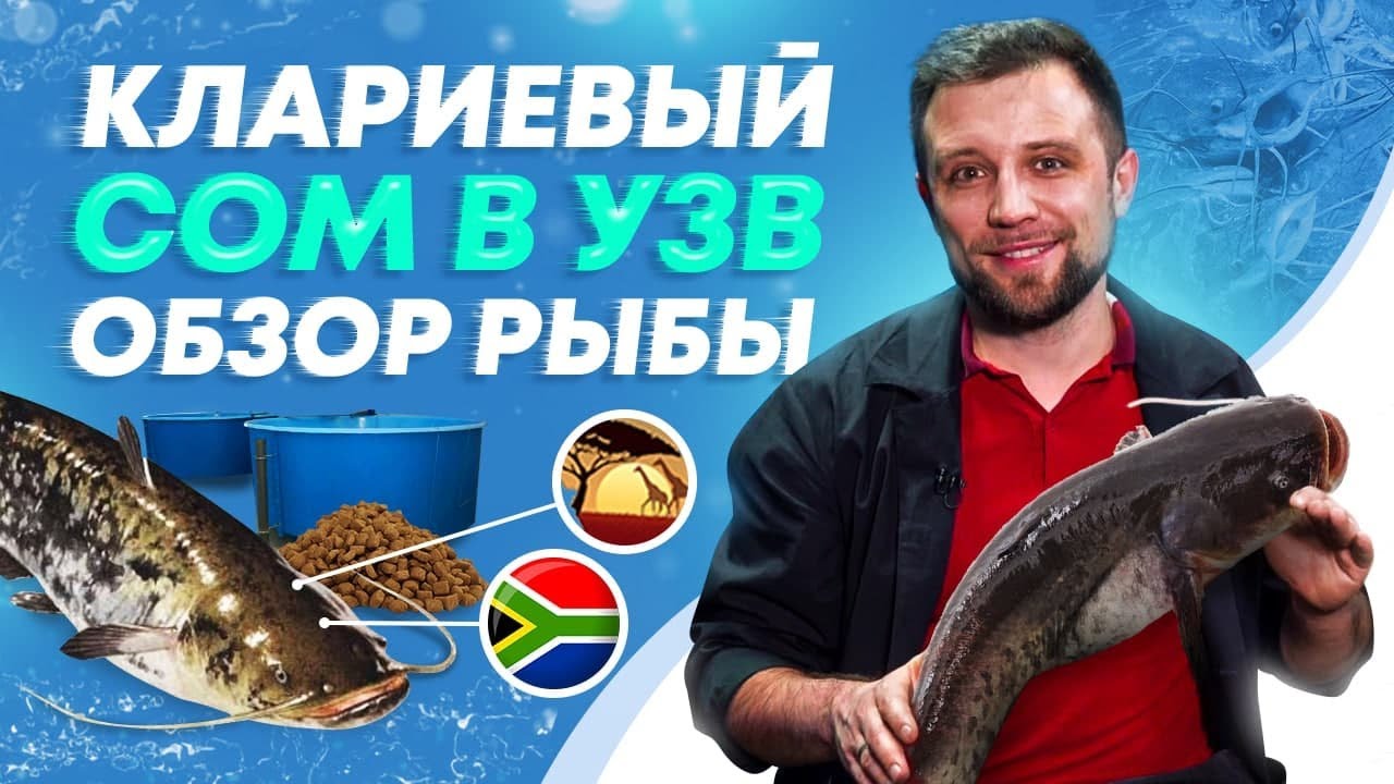 ОБЗОР рыбы – Африканский КЛАРИЕВЫЙ СОМ! Разведение африканского сома в УЗВ смотреть онлайн