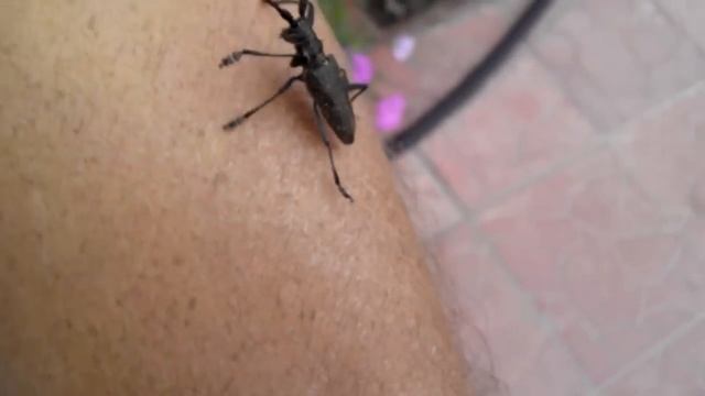 Жук усач опасен или нет. смотреть онлайн