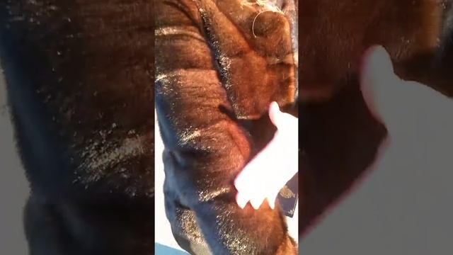 Норка 70см, цвет махагон смотреть онлайн