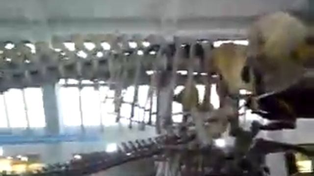 Blue whale at national history + science museum in London! смотреть онлайн