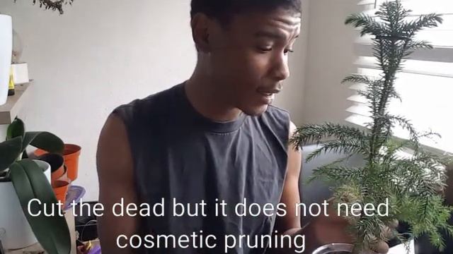 My Garden: How to care for a Araucaria Heterophylla (Monkey Puzzle plant) E4 смотреть онлайн