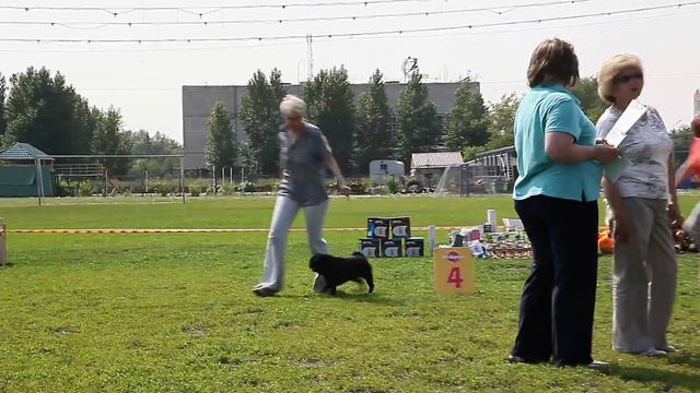 моно мопсов ПК Омск 2013 ОКСС 06.07.13 смотреть онлайн