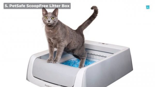 Automatic Self-Cleaning Cat Litter Boxes – 10 Best in 2024