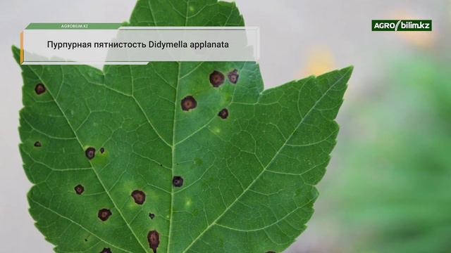 Основные причины болезней плодовых деревьев. Пути решения смотреть онлайн