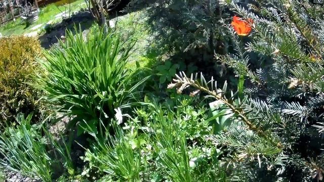 Дача. Май. Прогулка по весеннему саду смотреть онлайн