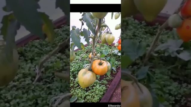 Созрел томат "Сокровище Инков" смотреть онлайн