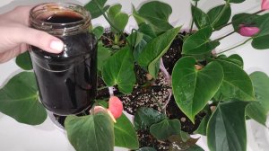 ВОЛШЕБНЫЙ ЭЛИКСИР ДЛЯ АНТУРИУМА! ДАЖЕ ЧАХЛЫЙ КУСТ ОЖИВЕТ И ПОЗЕЛЕНЕЕТ и АКТИВНО ПОЙДЕТ В РОСТ!