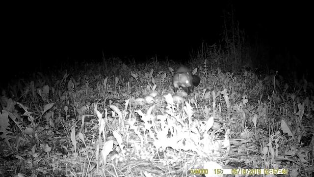 Кто крадёт Гусиные яйца?Часть первая. смотреть онлайн