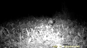 Кто крадёт Гусиные яйца?Часть первая.