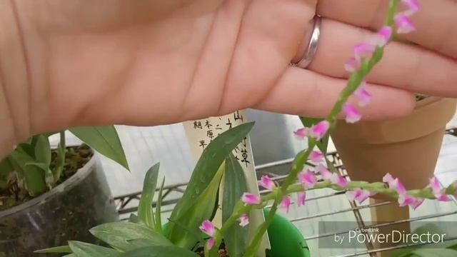 Цветение июня 2019 смотреть онлайн